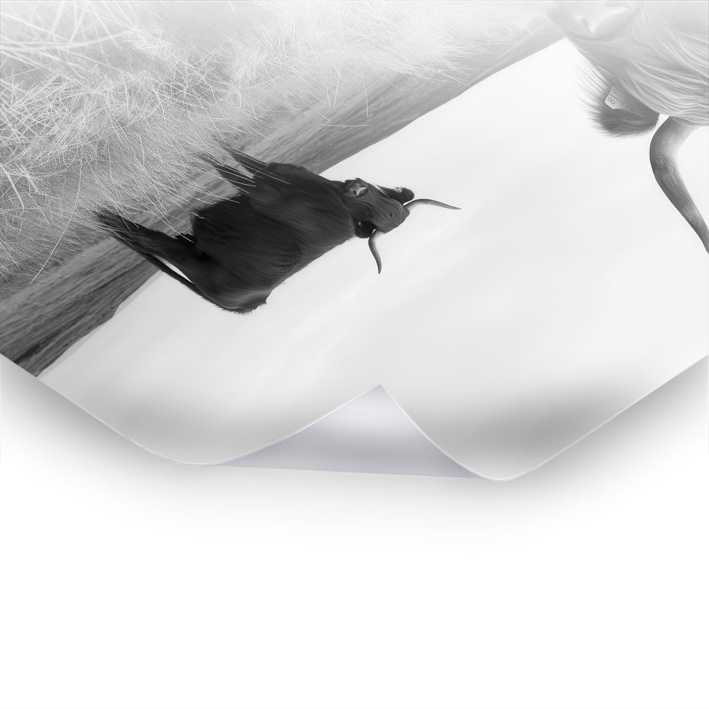 Highland Cows - Schwarz-Weiß Kunst als Premium Poster & Hahnemühle