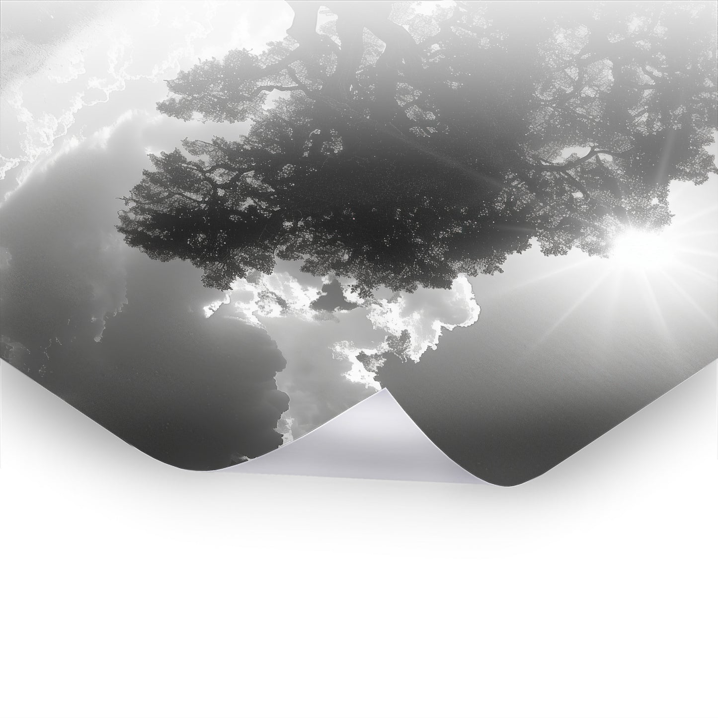 Silent Roots - Schwarz-Weiß Kunst als Premium Poster & Hahnemühle